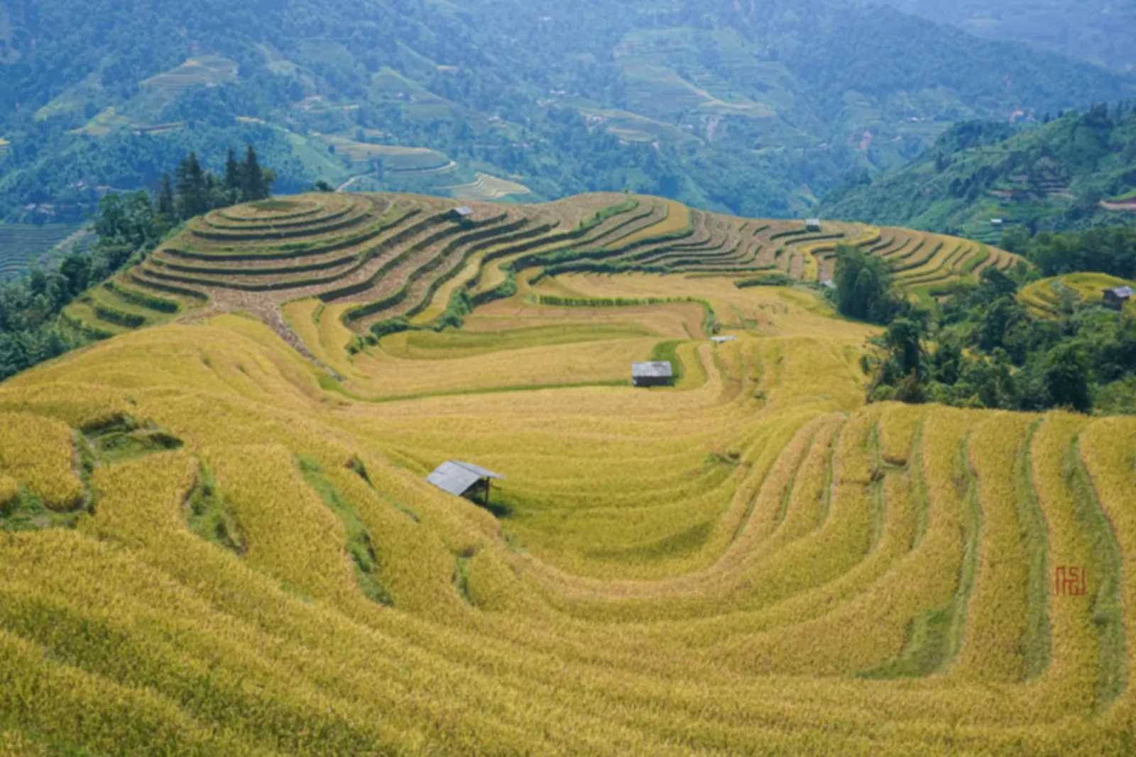 Ripe rice terraces at Nam Khoa, Hoang Su Phi